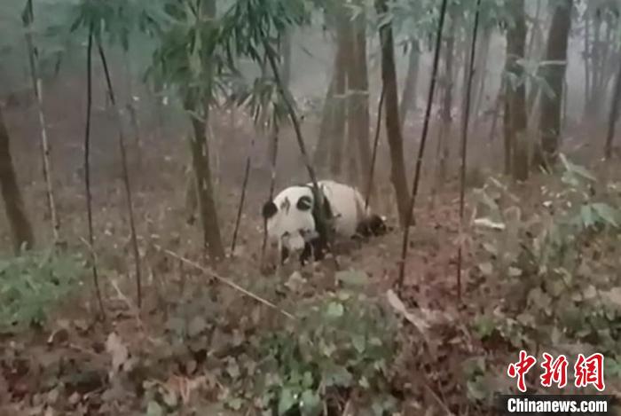 四川宝兴：村民偶遇野生大熊猫在林中活动